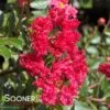 CHERRY DAZZLE® CRAPEMYRTLE -Verdant Zone DETA2 1354