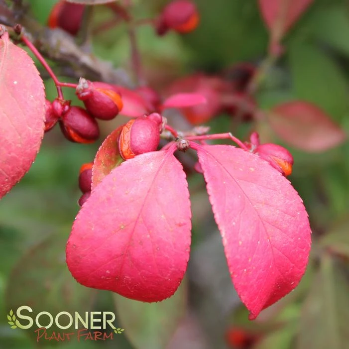 FIRE BALL® BURNING BUSH 4 FIRE BALL® BURNING BUSH - Image 2