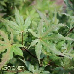 AMBER GHOST UPRIGHT JAPANESE MAPLE 7 AMBER GHOST UPRIGHT JAPANESE MAPLE -Verdant Zone DETA2 1409