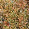 GOLDEN DREAM BOXWOOD 1 GOLDEN DREAM BOXWOOD -Verdant Zone DETA2 1448