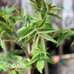 STAGHORN SUMAC 7 STAGHORN SUMAC -Verdant Zone DETA2 1475