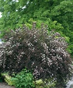 SUMMER WINE® NINEBARK -Verdant Zone DETA2 149