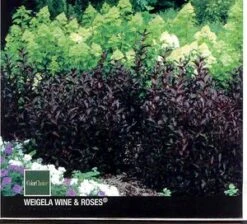 WINE & ROSES® WEIGELA -Verdant Zone DETA2 150