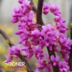THE RISING SUN™ REDBUD 10 THE RISING SUN™ REDBUD -Verdant Zone DETA2 1530