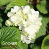 POPCORN VIBURNUM -Verdant Zone DETA2 1552