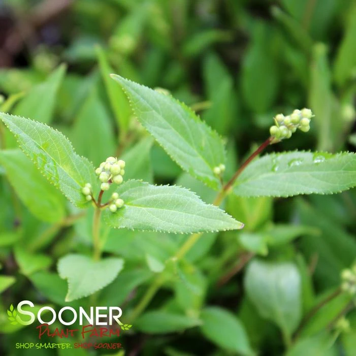 NIKKO SLENDER DEUTZIA 6 NIKKO SLENDER DEUTZIA - Image 4