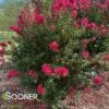 PINK VELOUR® CRAPEMYRTLE -Verdant Zone DETA2 162
