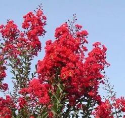 RED ROCKET® CRAPEMYRTLE -Verdant Zone DETA2 164