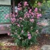 RHAPSODY IN PINK® CRAPEMYRTLE 1 RHAPSODY IN PINK® CRAPEMYRTLE -Verdant Zone DETA2 179