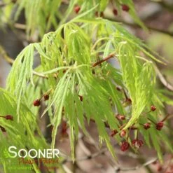 GREEN LACE WEEPING JAPANESE MAPLE 7 GREEN LACE WEEPING JAPANESE MAPLE -Verdant Zone DETA2 2001