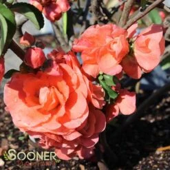 DOUBLE TAKE® ORANGE STORM QUINCE -Verdant Zone DETA2 2020