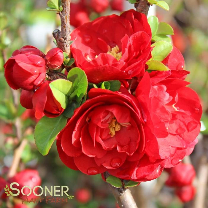 DOUBLE TAKE® SCARLET STORM QUINCE 6 DOUBLE TAKE® SCARLET STORM QUINCE - Image 4