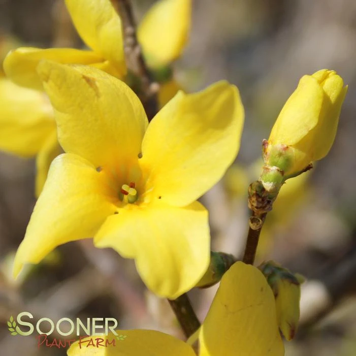 SHOW OFF® FORSYTHIA 5 SHOW OFF® FORSYTHIA - Image 3