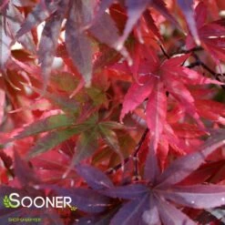 PIXIE UPRIGHT JAPANESE MAPLE 7 PIXIE UPRIGHT JAPANESE MAPLE -Verdant Zone DETA2 2088