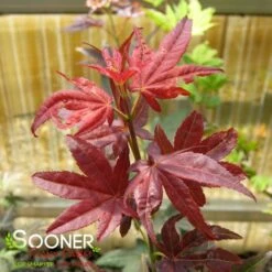 RUBY STARS DWARF UPRIGHT JAPANESE MAPLE -Verdant Zone DETA2 2091