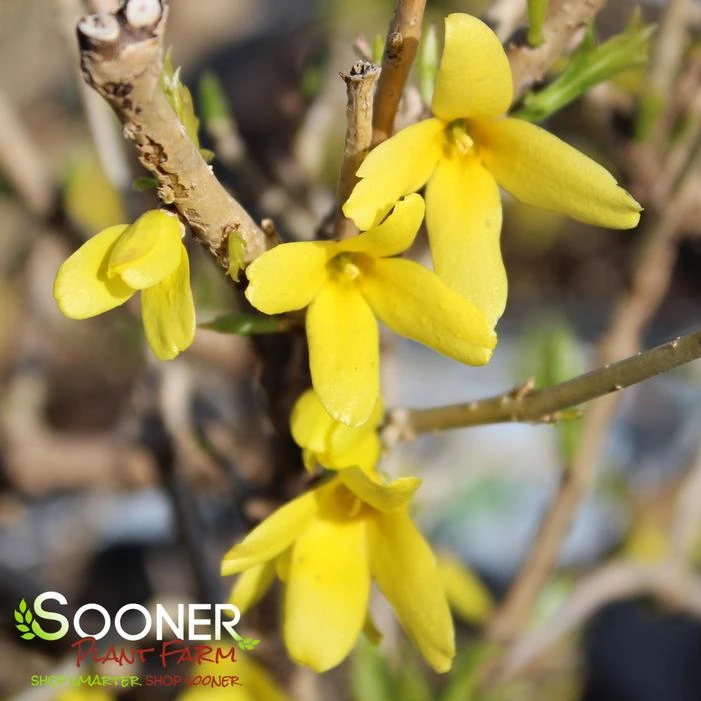 SHOW OFF STARLET® FORSYTHIA 4 SHOW OFF STARLET® FORSYTHIA - Image 2