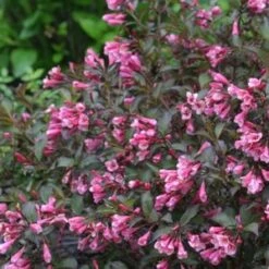 FINE WINE® WEIGELA -Verdant Zone DETA2 2110