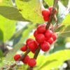 WINTER RED WINTERBERRY HOLLY 2 WINTER RED WINTERBERRY HOLLY -Verdant Zone DETA2 2125