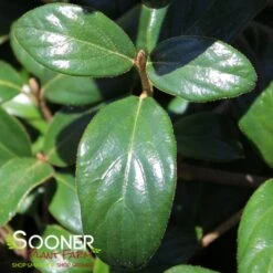 CONOY VIBURNUM 7 CONOY VIBURNUM -Verdant Zone DETA2 2136