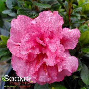 BLOOM-A-THON® PINK DOUBLE AZALEA 3 BLOOM-A-THON® PINK DOUBLE AZALEA