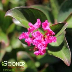 BERRY DAZZLE® CRAPEMYRTLE -Verdant Zone DETA2 2259