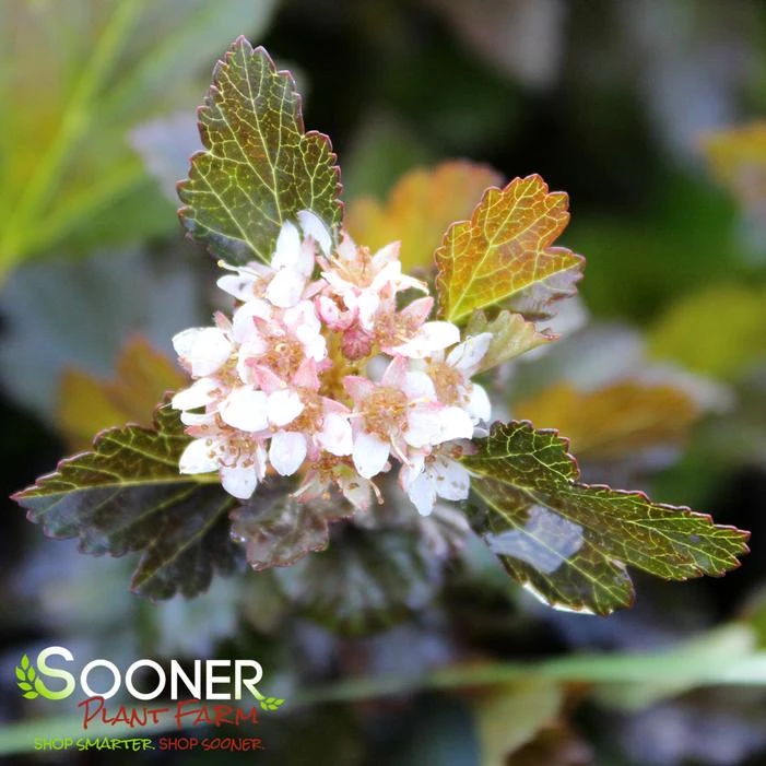 LITTLE DEVIL™ NINEBARK 3 LITTLE DEVIL™ NINEBARK