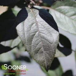 Verdant Zone 33 Verdant Zone -Verdant Zone DETA2 2429