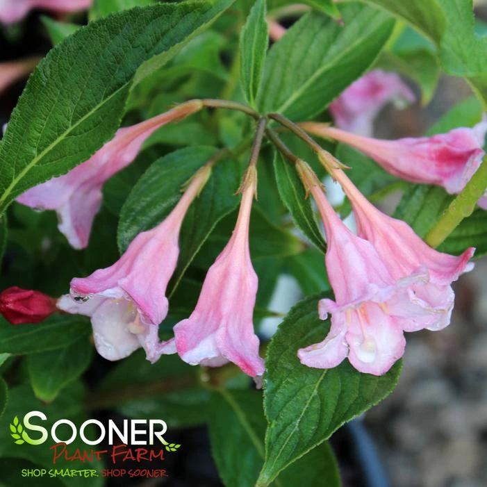 SONIC BLOOM® PINK WEIGELA 3 SONIC BLOOM® PINK WEIGELA