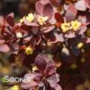 SUNJOY® MINI SALSA BARBERRY -Verdant Zone DETA2 2461