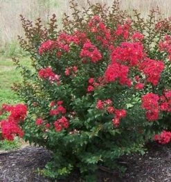 PRINCESS HOLLY ANN™ CRAPEMYRTLE -Verdant Zone DETA2 2535