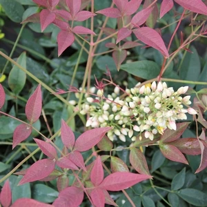 FLIRT™ NANDINA 4 FLIRT™ NANDINA - Image 2