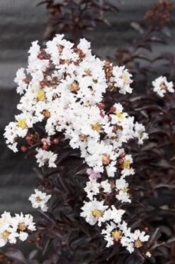 MOONLIGHT MAGIC™ CRAPEMYRTLE 7 MOONLIGHT MAGIC™ CRAPEMYRTLE -Verdant Zone DETA2 2672