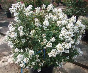 ENDURING SUMMER™ WHITE CRAPEMYRTLE 5 ENDURING SUMMER™ WHITE CRAPEMYRTLE - Image 3