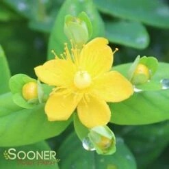 WHITE ST. JOHN'S WORT -Verdant Zone DETA2 2887