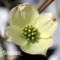 JEAN'S APPALACHIAN SNOW DOGWOOD -Verdant Zone DETA2 2978