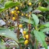 BERRY HEAVY® GOLD WINTERBERRY HOLLY -Verdant Zone DETA2 3040