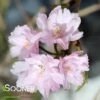 HIGAN WEEPING DOUBLE FLOWERING CHERRY -Verdant Zone DETA2 3060