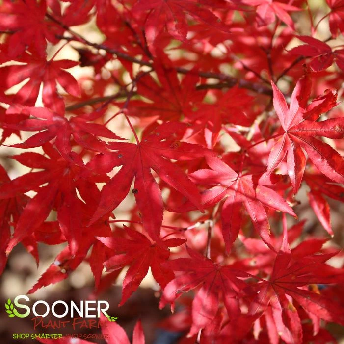 DRAGON TEARS™ WEEPING JAPANESE MAPLE 4 DRAGON TEARS™ WEEPING JAPANESE MAPLE - Image 2