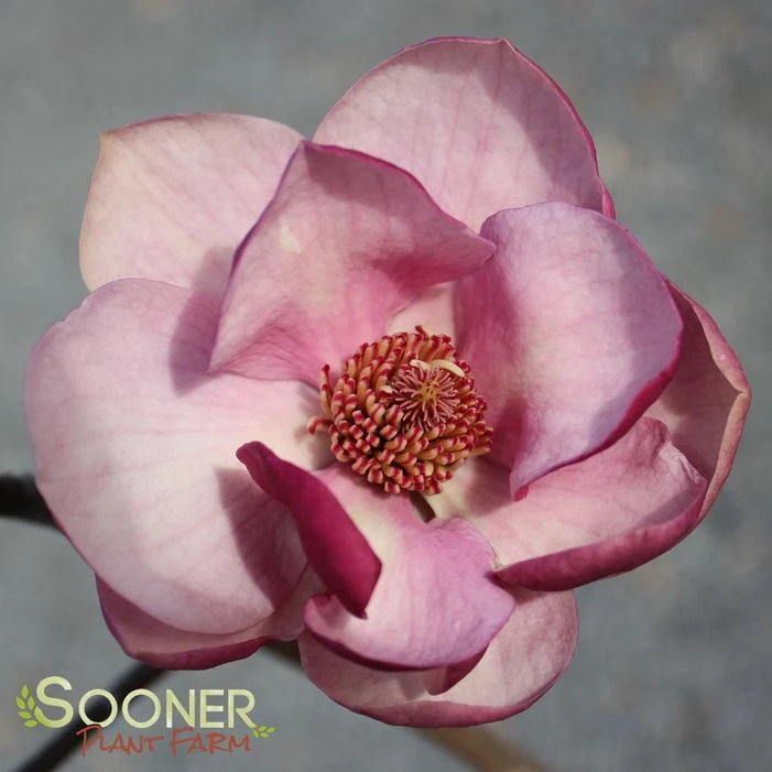 BLACK TULIP® MAGNOLIA 4 BLACK TULIP® MAGNOLIA - Image 2