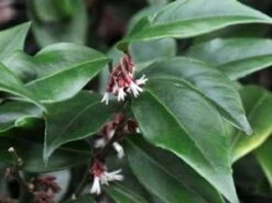 CHINESE SWEET BOX -Verdant Zone DETA2 3246