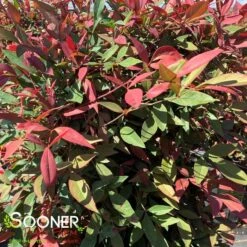 OBSESSION™ NANDINA 7 OBSESSION™ NANDINA -Verdant Zone DETA2 3270