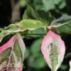 VARIEGATED STELLAR PINK™ DOGWOOD -Verdant Zone DETA2 3303