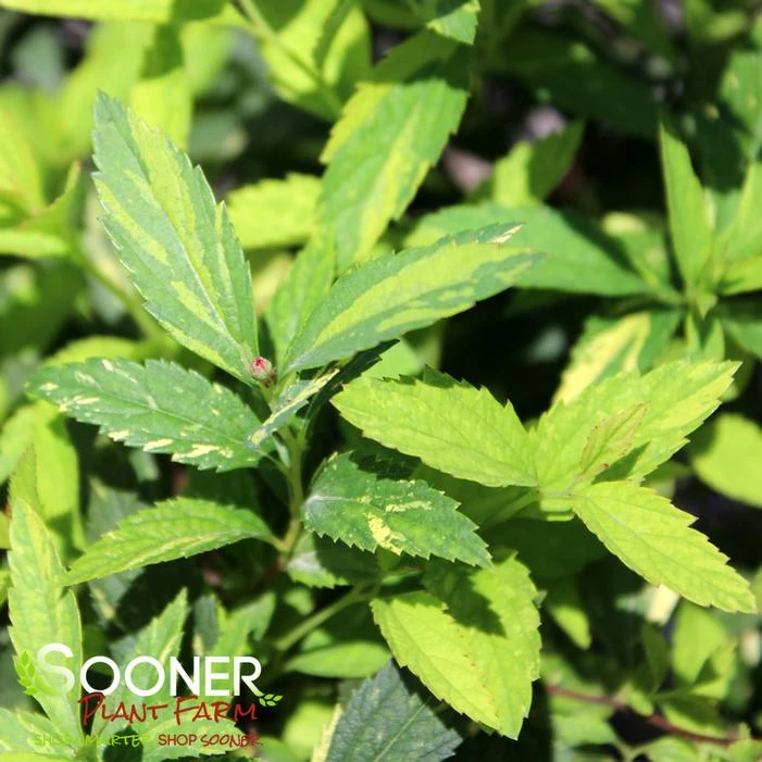 DOUBLE PLAY® PAINTED LADY® SPIRAEA 4 DOUBLE PLAY® PAINTED LADY® SPIRAEA - Image 2