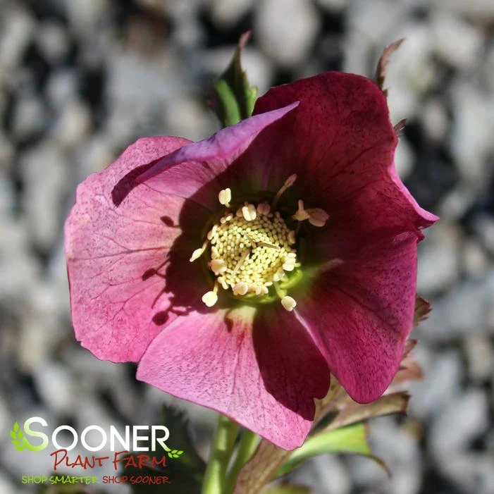 SUNSHINE SELECTIONS LENTEN ROSE 3 SUNSHINE SELECTIONS LENTEN ROSE