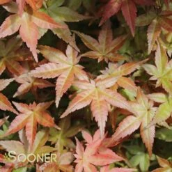 DESHOJO UPRIGHT JAPANESE MAPLE 7 DESHOJO UPRIGHT JAPANESE MAPLE -Verdant Zone DETA2 3423