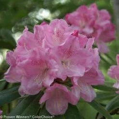 DANDY MAN® PINK RHODODENDRON 9 DANDY MAN® PINK RHODODENDRON -Verdant Zone DETA2 3446