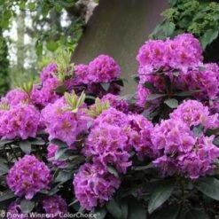 DANDY MAN® PURPLE RHODODENDRON -Verdant Zone DETA2 3447