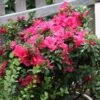 BLOOM-A-THON® HOT PINK AZALEA -Verdant Zone DETA2 3448