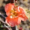 DOUBLE TAKE® PEACH STORM QUINCE 2 DOUBLE TAKE® PEACH STORM QUINCE -Verdant Zone DETA2 3555