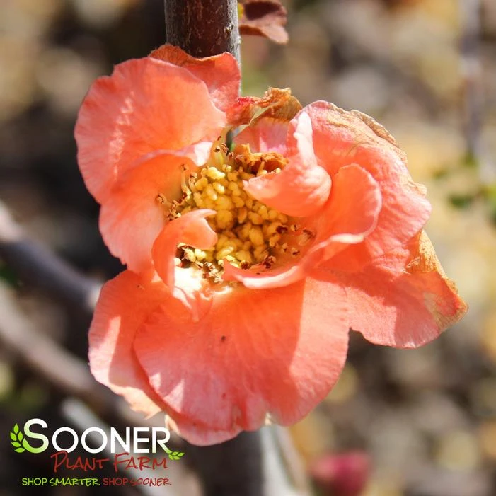 DOUBLE TAKE® PEACH STORM QUINCE 3 DOUBLE TAKE® PEACH STORM QUINCE